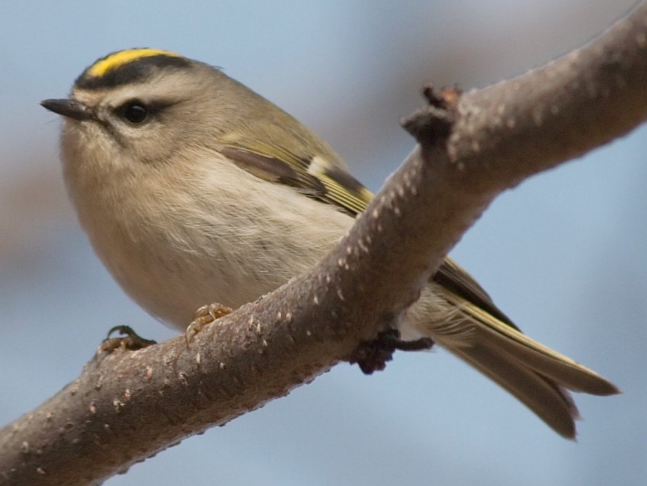 Golden Kinglet Королек