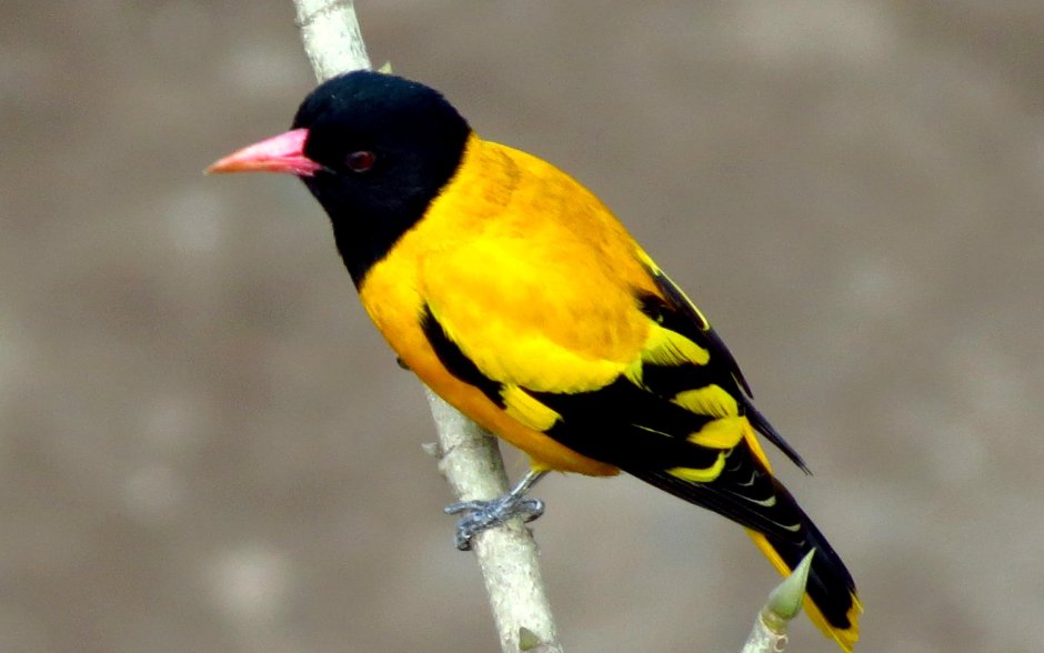 Птичка с желтым брюшком и красной головой