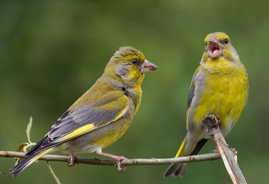 Обыкновенная зеленушка