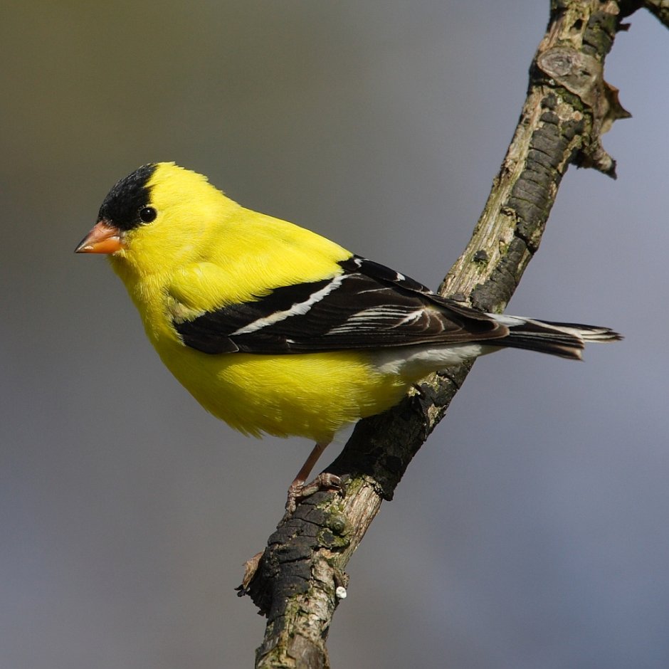 American Goldfinch птица