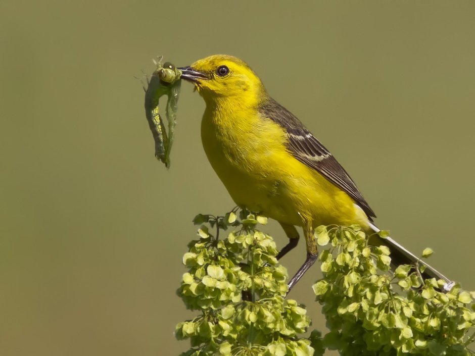 Желтолобая трясогузка самка
