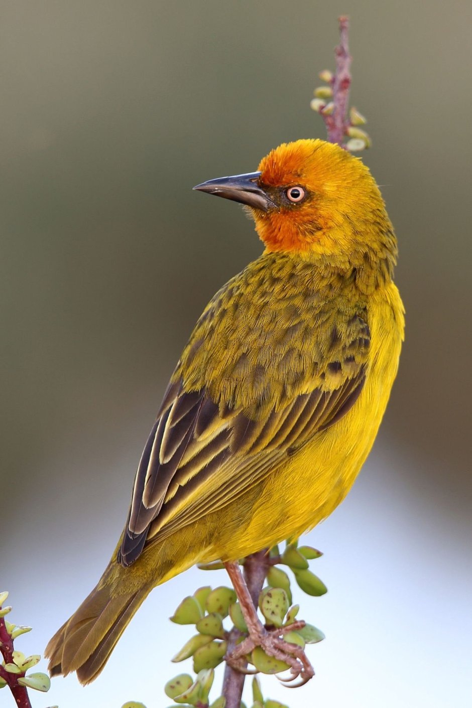 Зунзинито птичка