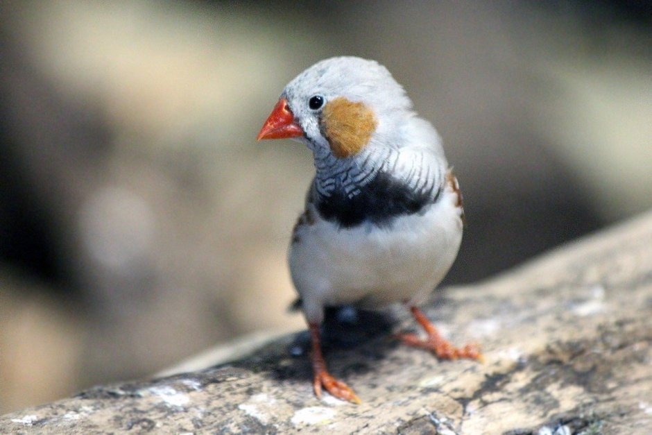 Амадин птица