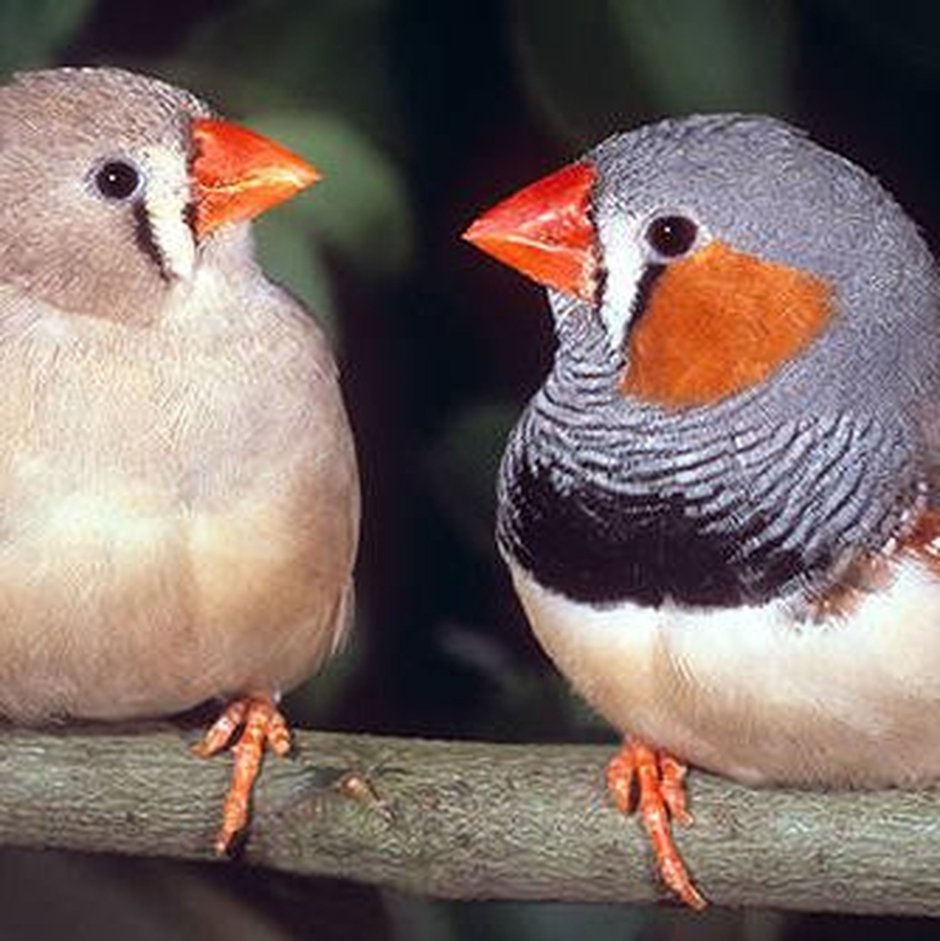 Амадины тигровые попугаи