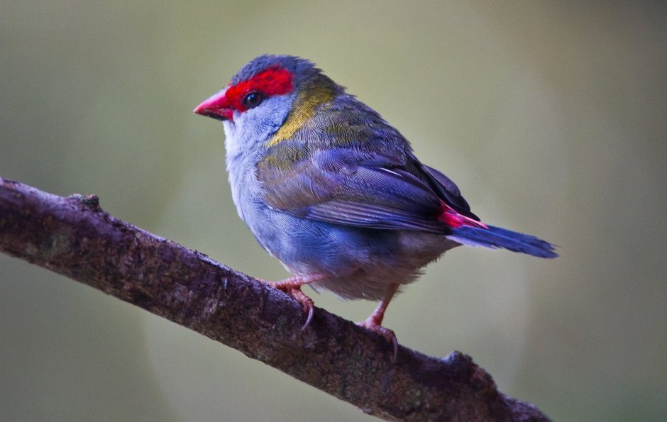 Амадина астрильд