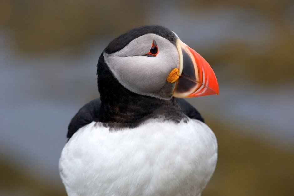 Птичка с красным клювом маленькая в подмосковье