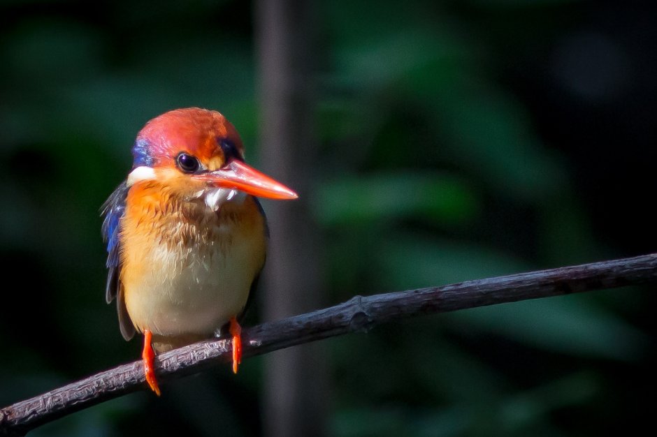 Птица с рыжим клювом