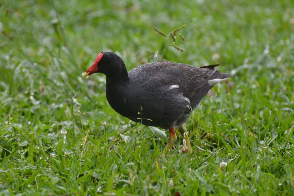 Лысуха с красным клювом
