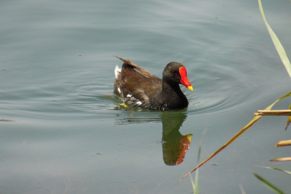 Черная водоплавающая птица Подмосковья