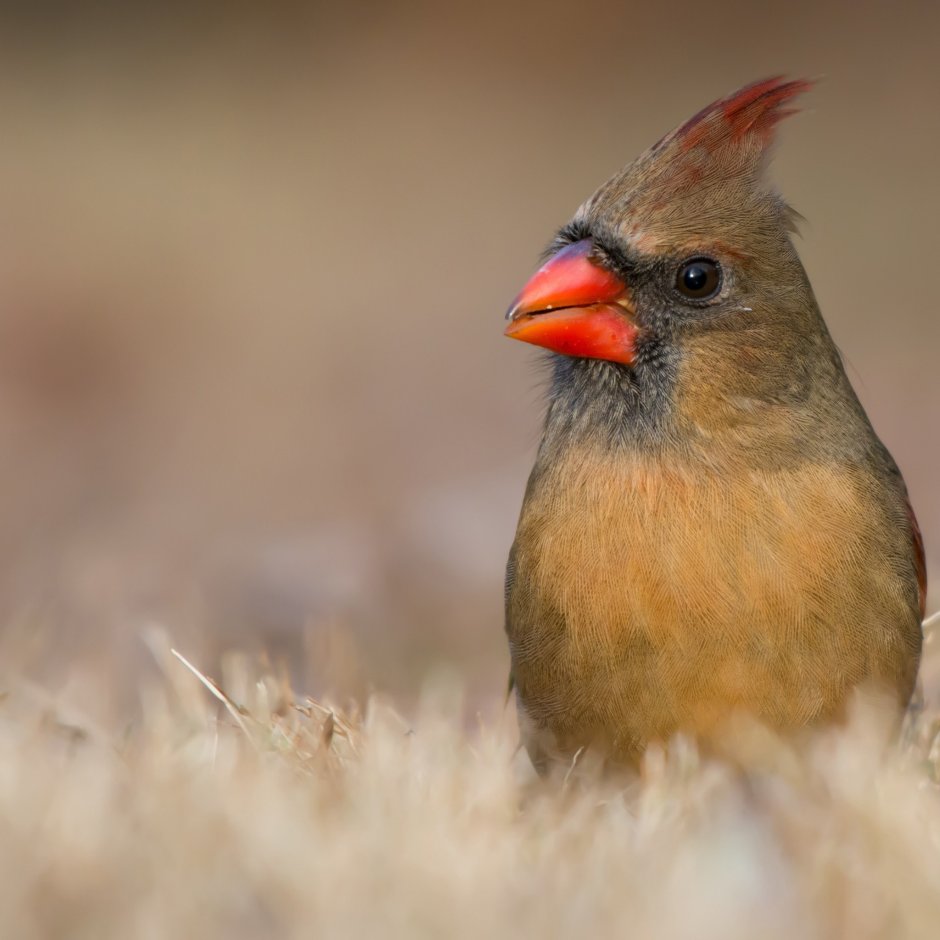 Маленькая птичка с хохолком на голове