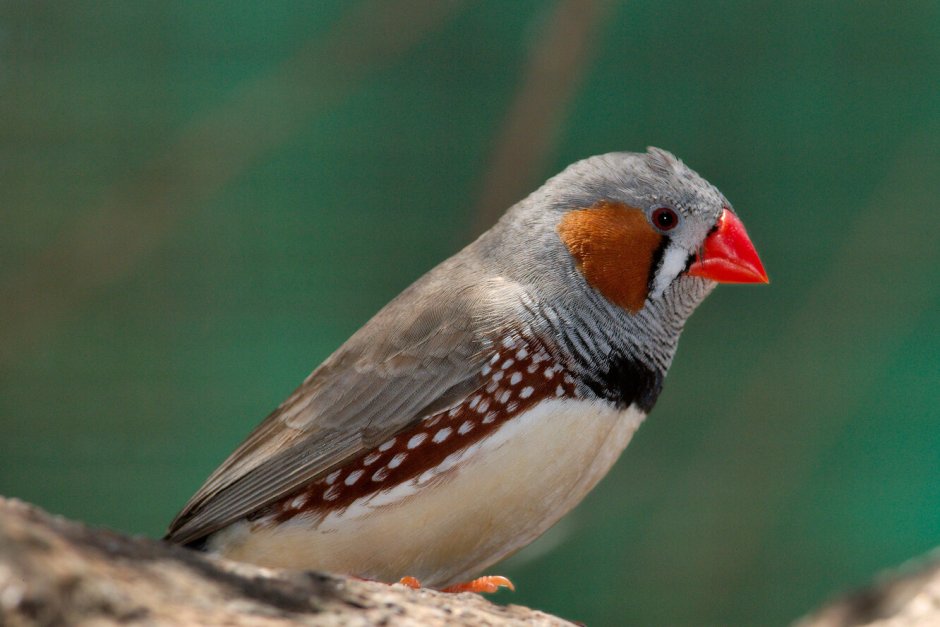 Зебровая амадина