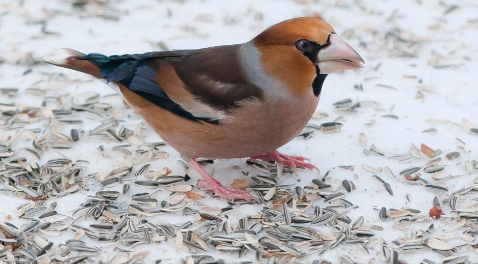 Дубонос и Воробей