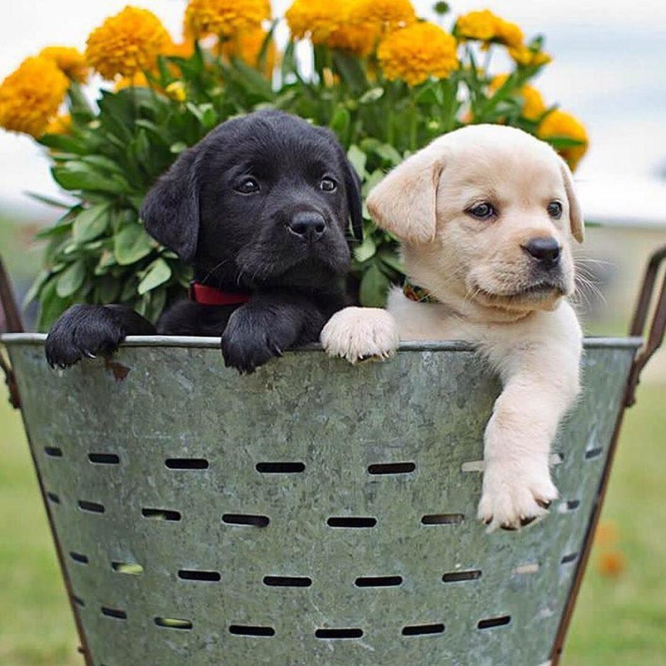 Доброе утро с собачками