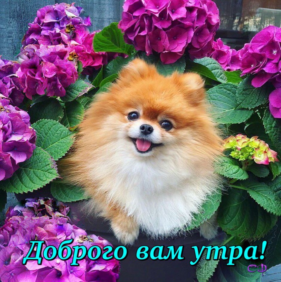 Померанский шпиц