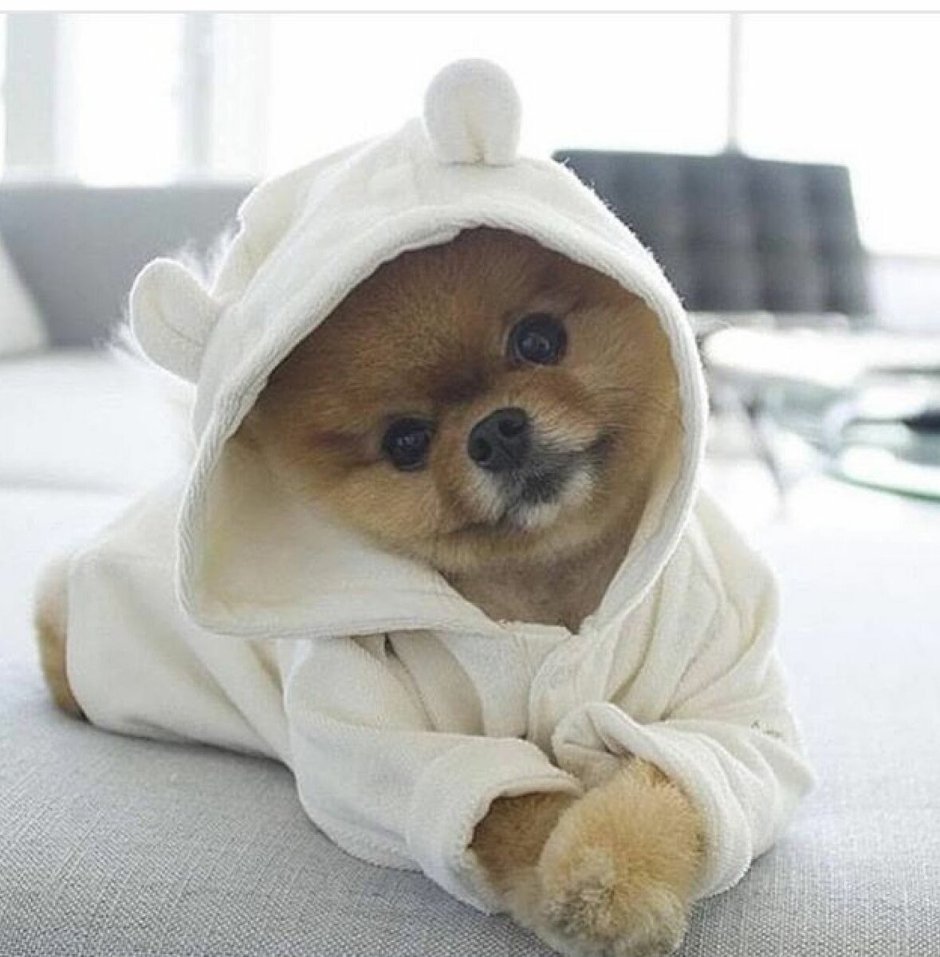 Померанский шпиц jiffpom белый
