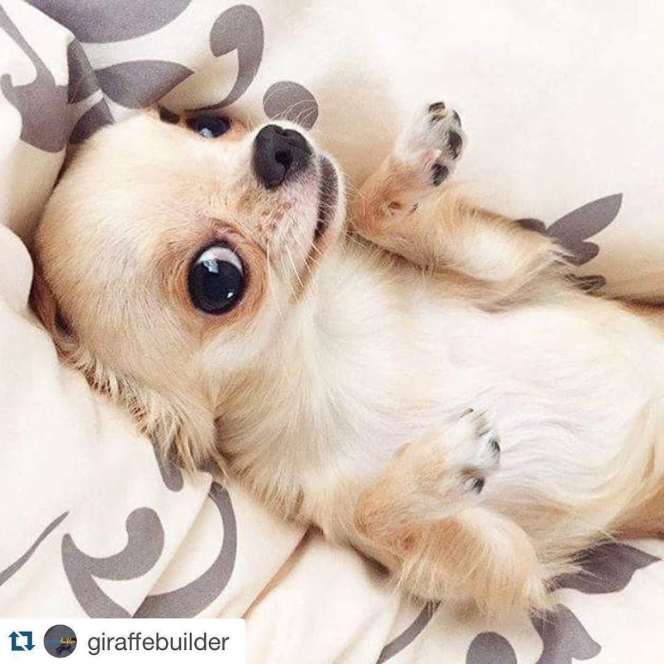 Чихуахуа в добрые