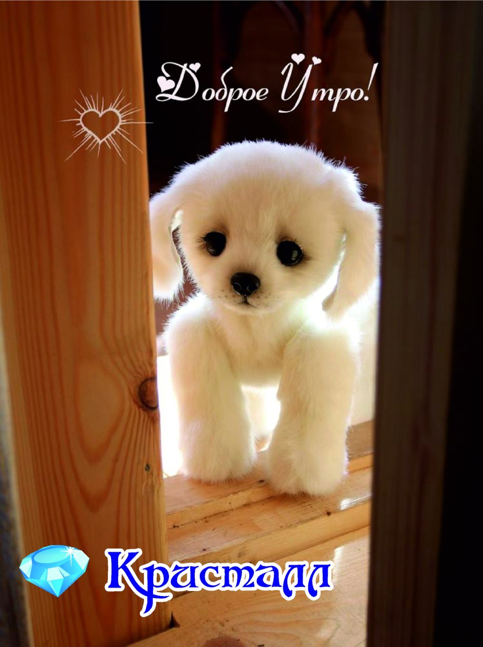 Доброе утро с собачками