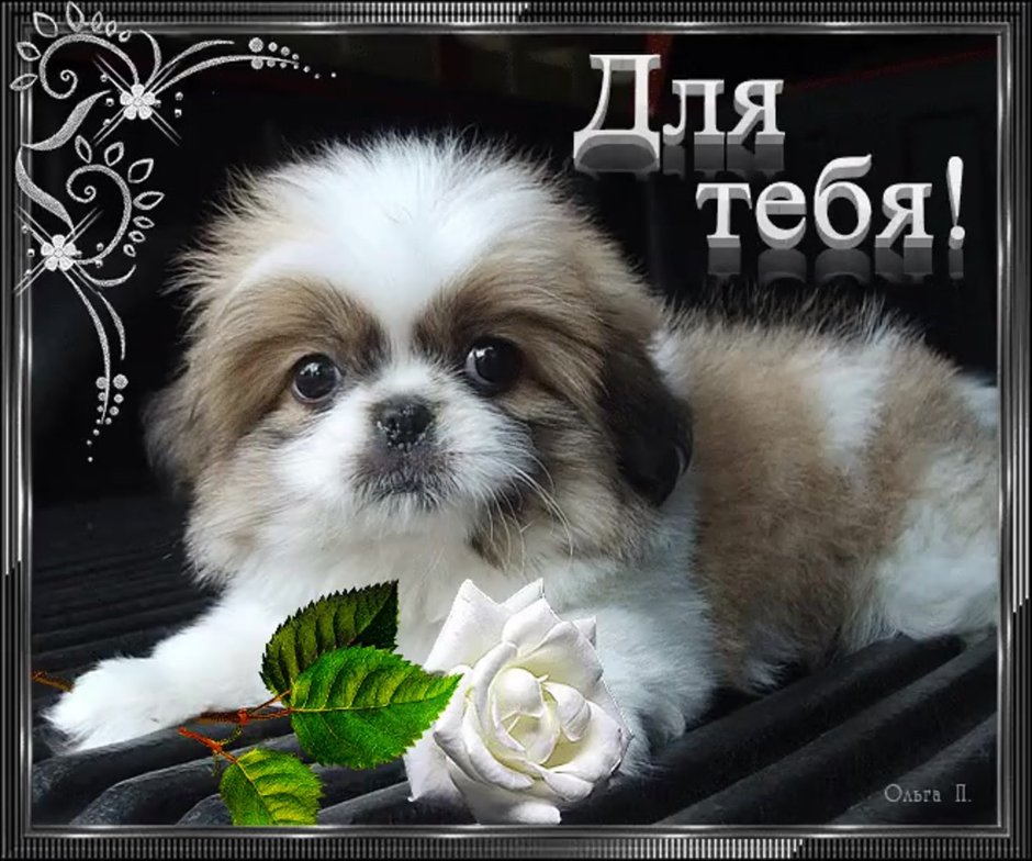 Открытки с добрым утром с собачками