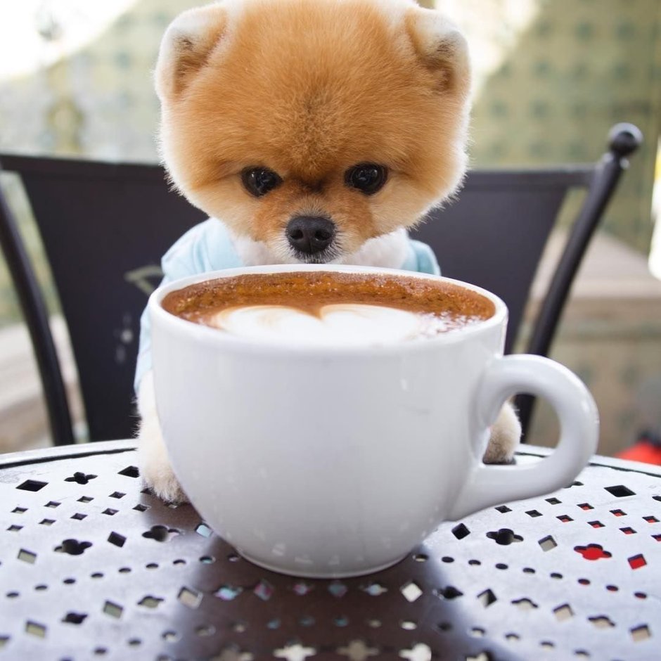 Щенок. Доброе утро!