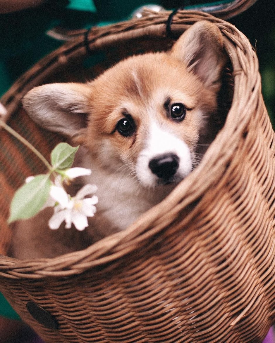 Щенки в корзинке