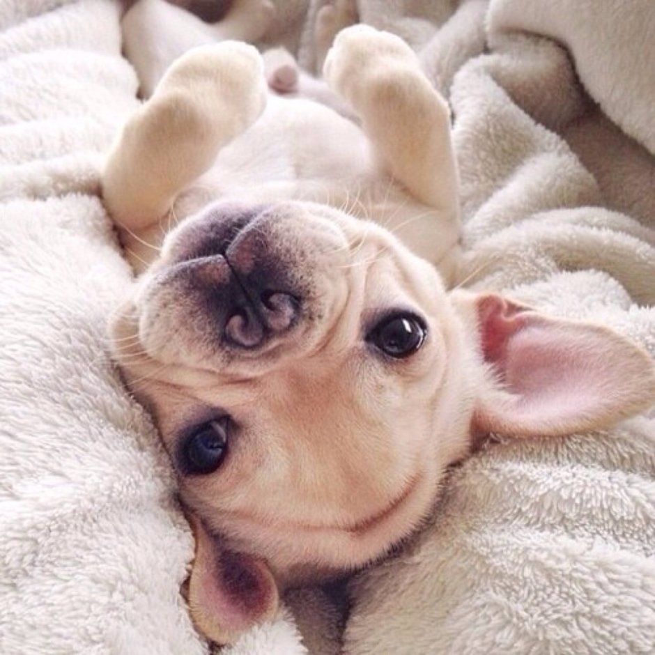 Доброе утро собачки картинки