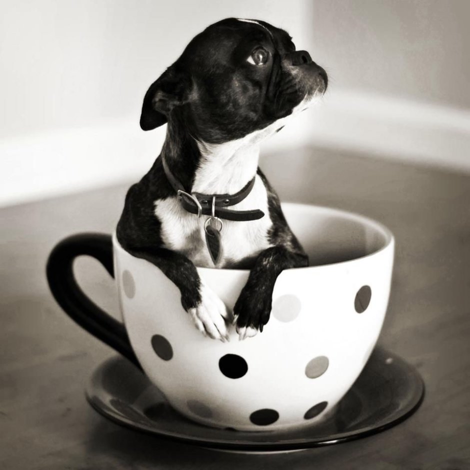 С добрым утром собаки