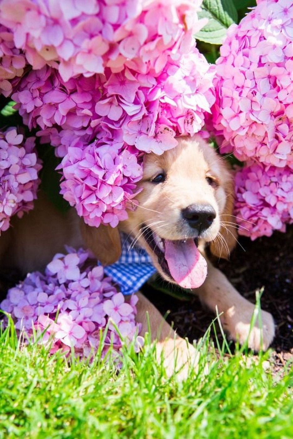 Собачка с цветами