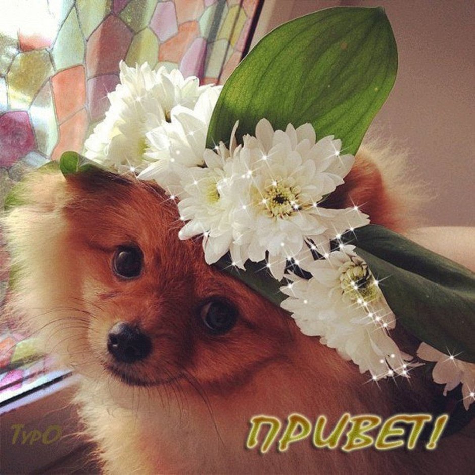 Пожелания с добрым утром с собачками