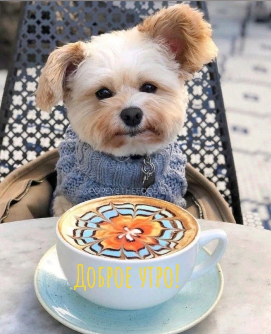 Доброе утро собаки