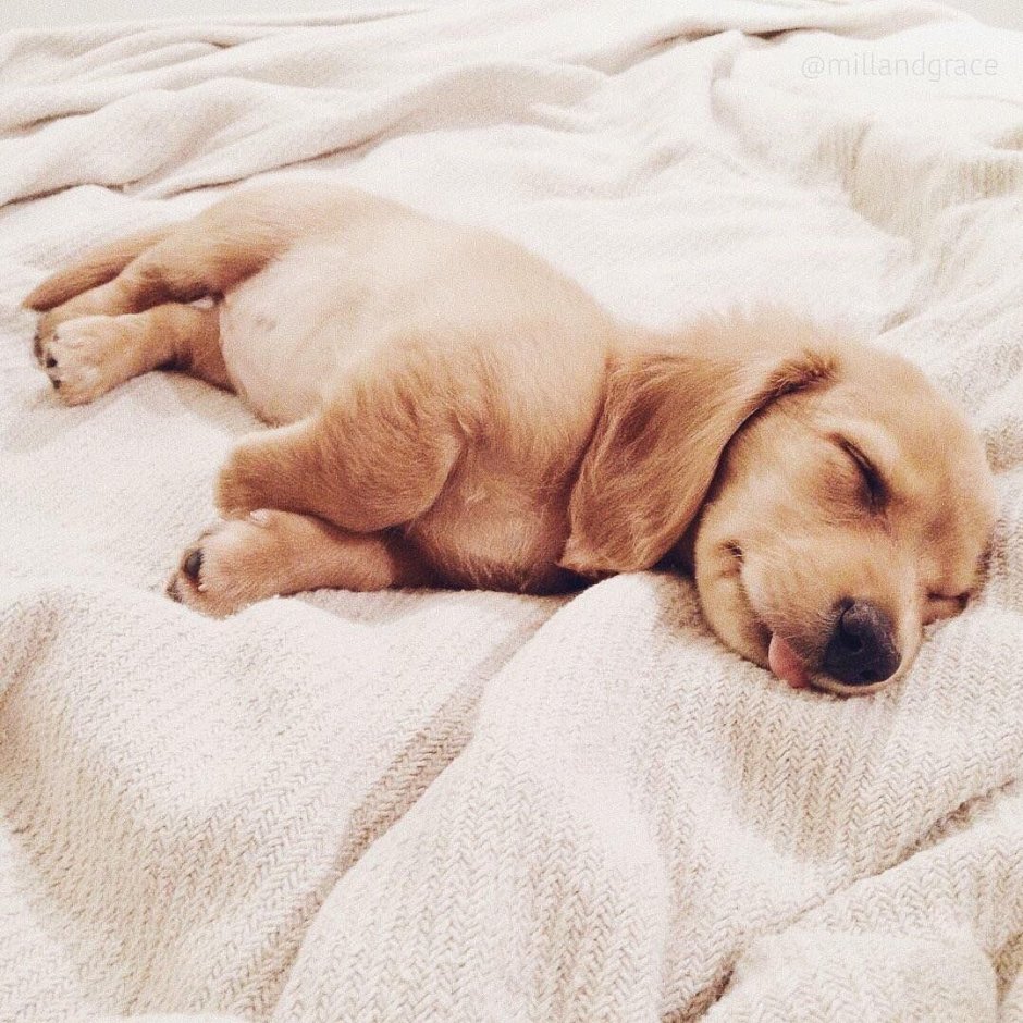 Утренние собачки