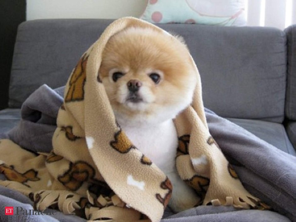 Доброе утро с собачками