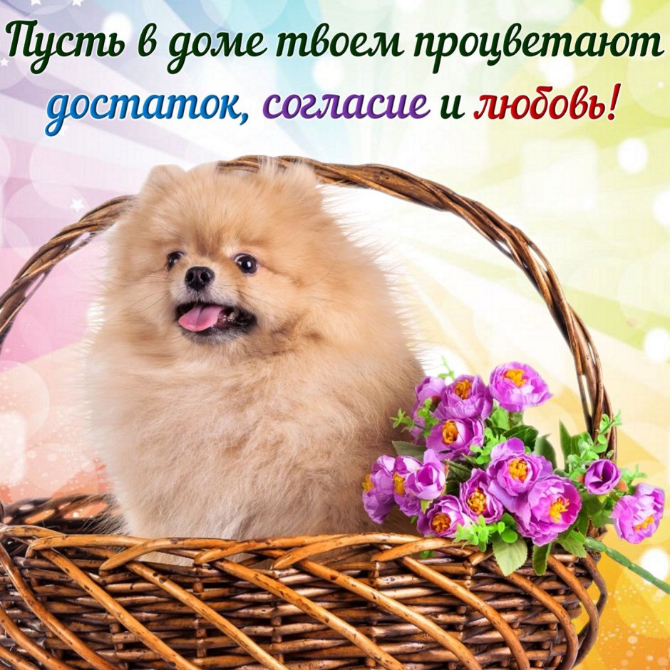 Собака в корзинке