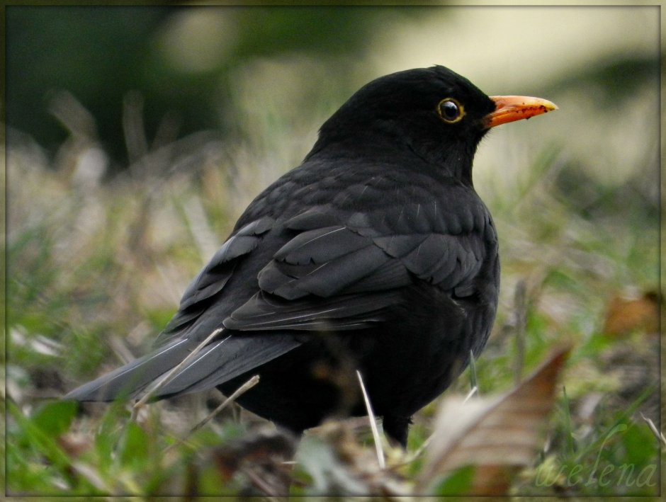 Черный Дрозд пение