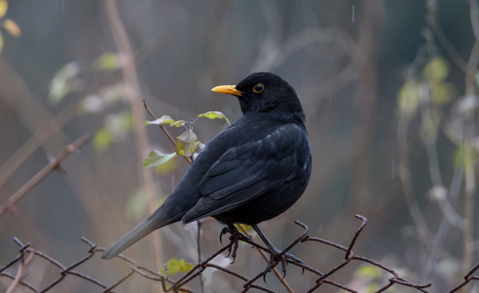 Птицы Дрозды и скворцы