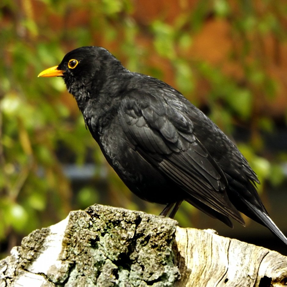 Желтоклювый Дрозд