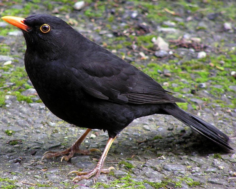 Черная птичка с желтым клювом в кисловодске