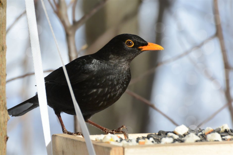 Белогрудый Дрозд