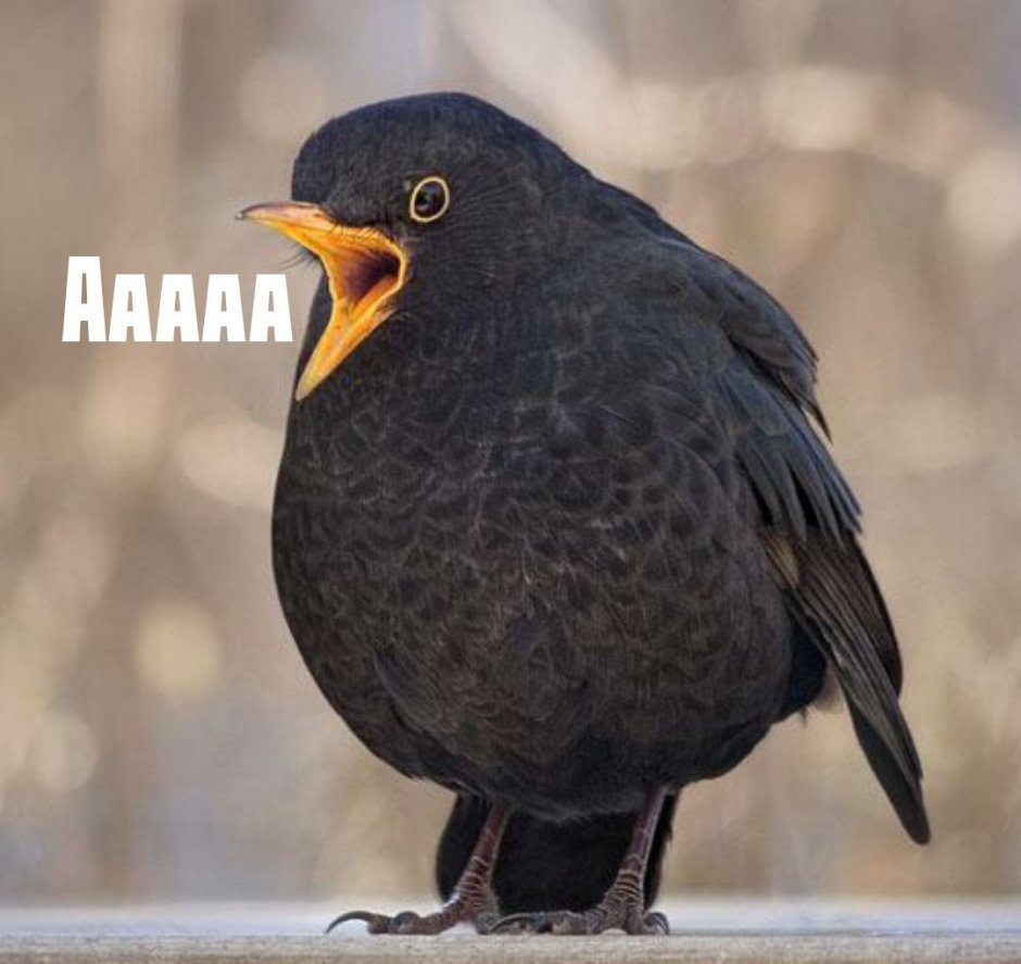 Желтоклювый скворец