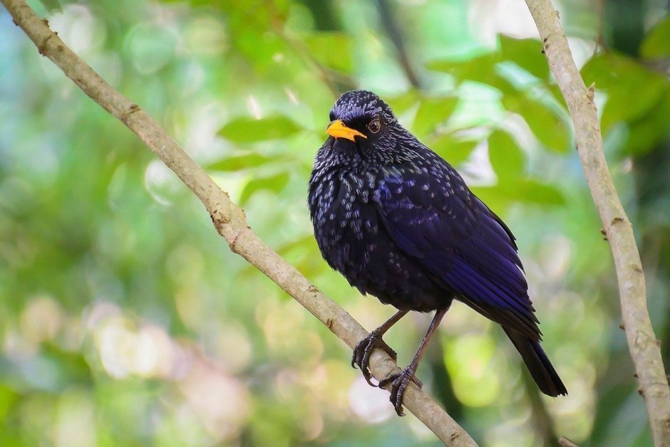 Желтоклювый Дрозд