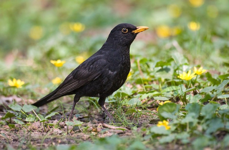 Желтоклювый Дрозд