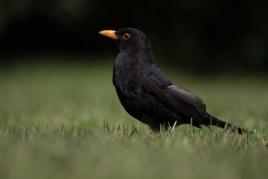 Черный Дрозд с оранжевым клювом