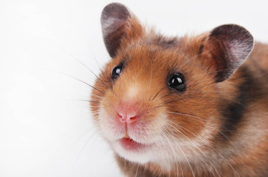 Сирийский хомяк мордочки