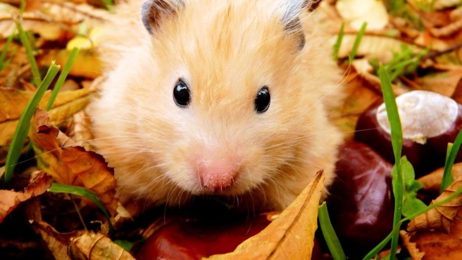 Хомяки джунгарики