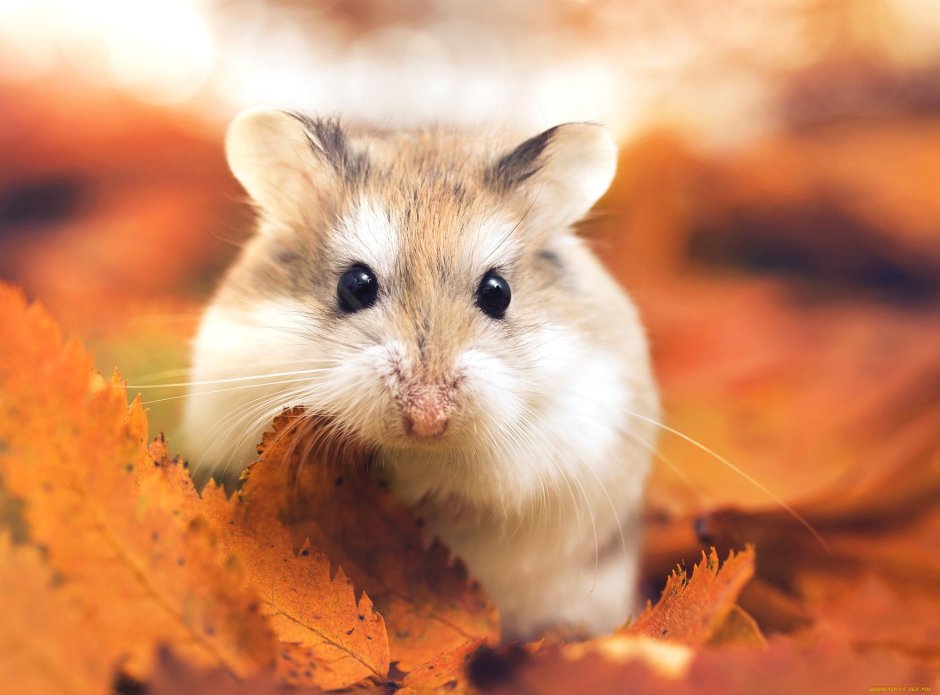 Хомяк и осень