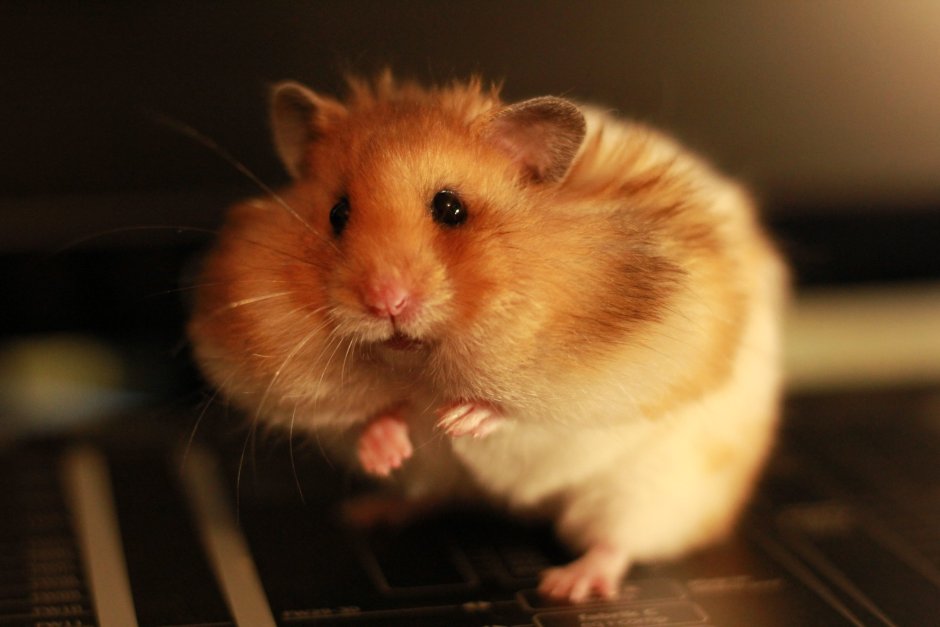 Хома Хома Хома Хома