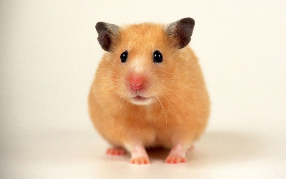 Хомяк сирийский