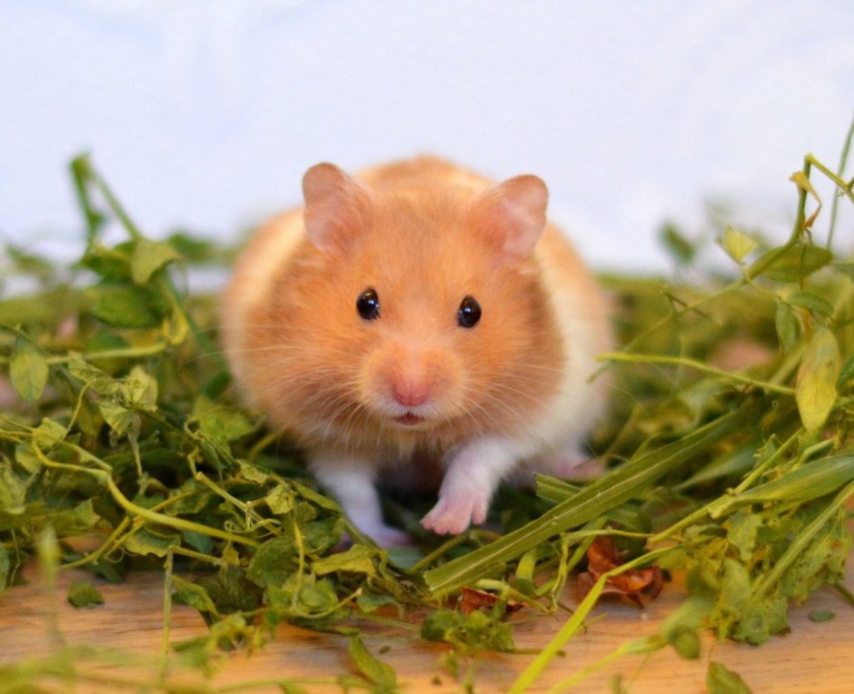 Сирийский хомяк короткошерстный