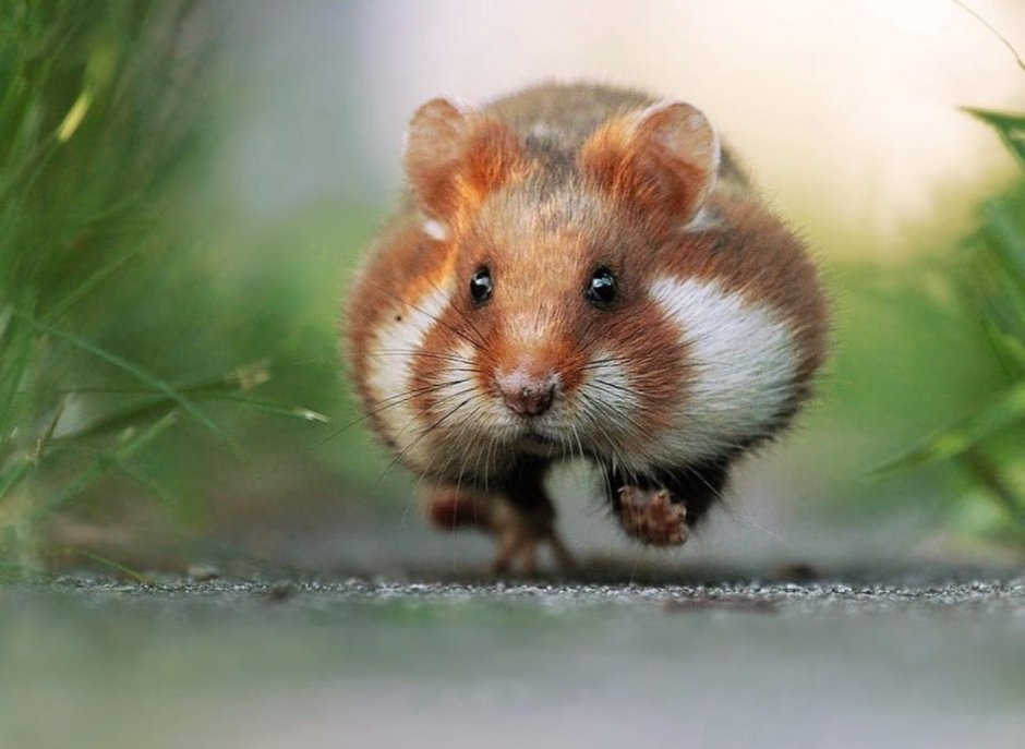 Хомяк бегает