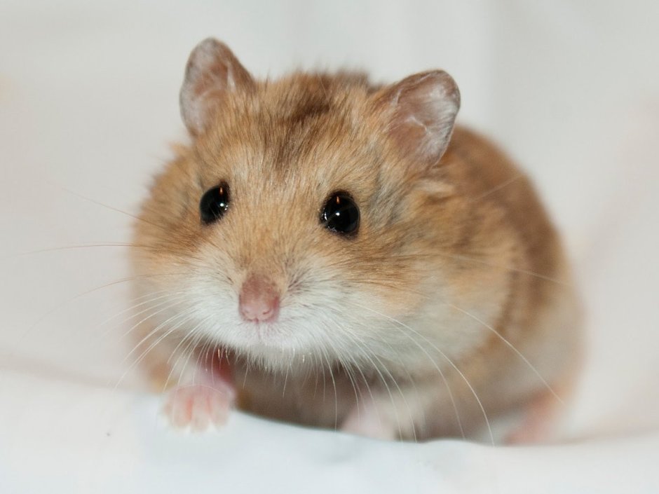 Хомяки породы Роборовского Кэмпбелла
