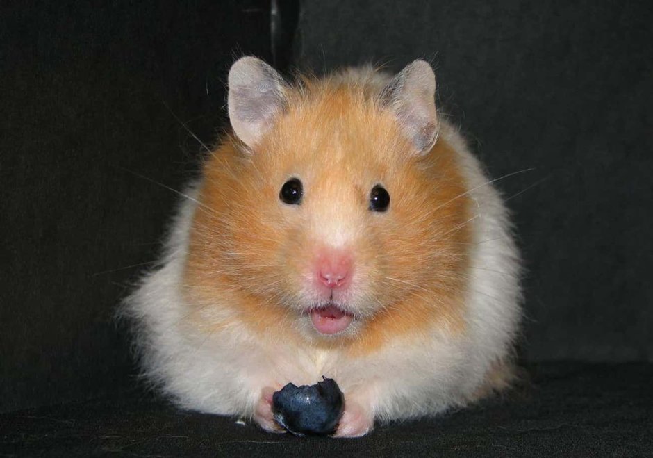 Сирийский хомяк рыжий